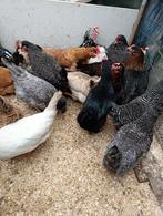 poussins d'un jour pondent bleu/olive/chocolat - 24 février, Animaux & Accessoires, Volatiles, Femelle, Poule ou poulet