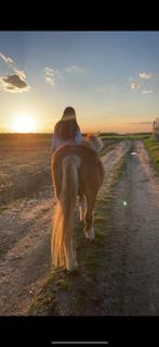 Verzorgpony gezocht, Dieren en Toebehoren, Paarden, B
