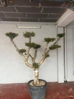 Olijfbomen olea europaea plato aan stuntprijzen!, Enlèvement