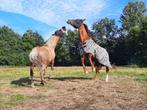 Verzorger gezocht, Dieren en Toebehoren, Paarden