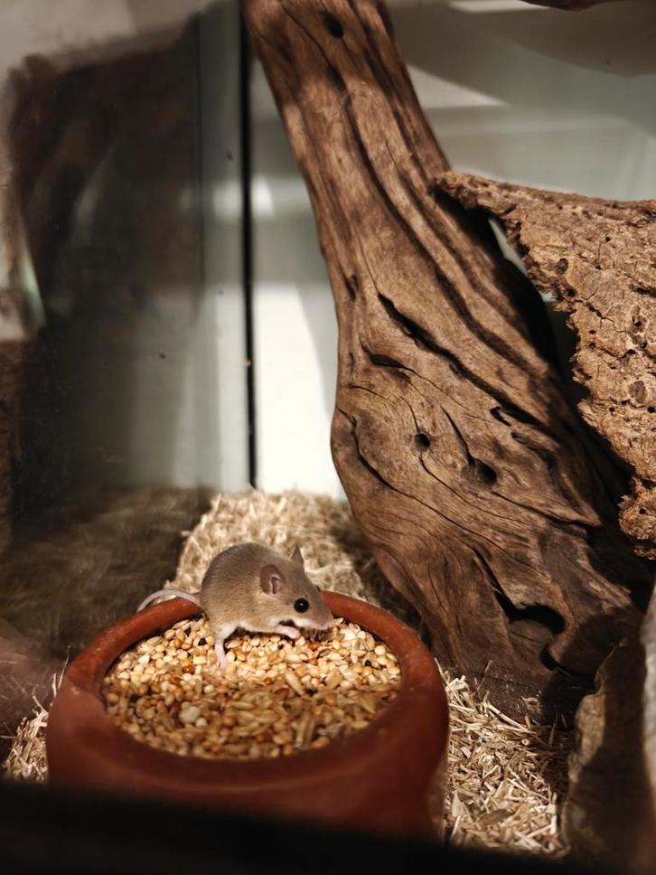 Afrikaanse dwergmuizen, Dieren en Toebehoren, Knaagdieren, Meerdere dieren, Muis, Mei