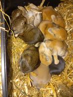 Mooie schattige dwergkonijntjes, Dieren en Toebehoren, Januari