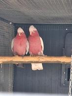 Kweekkoppel rose lutino kaketoe, Dieren en Toebehoren, Meerdere dieren, Papegaai, Geringd