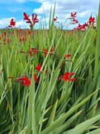 Crocosmia Lucifer, Ophalen