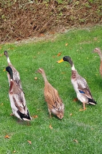 Indische loopeenden - jonge mannetjes beschikbaar voor biedingen