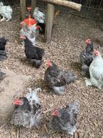 Hanen, Dieren en Toebehoren, Pluimvee