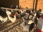 Ruime keuze legkippen heel het weekend, Dieren en Toebehoren