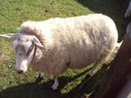 Jong schaap met ooilammetjes, Dieren en Toebehoren, Schapen, Geiten en Varkens, Schaap