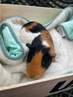 mannelijke cavia, Dieren en Toebehoren, Knaagdieren, Cavia, Augustus, Mannelijk, Tam