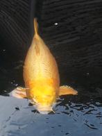 Japanse koi Yamabuki, Dieren en Toebehoren, Karper of Koi