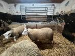 Vlees lammeren, Dieren en Toebehoren, Schapen, Geiten en Varkens, Meerdere dieren, Schaap, 0 tot 2 jaar
