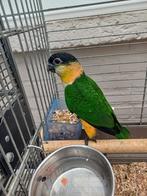 TAMME.  Zwartkopcaique's, Dieren en Toebehoren, Vogels | Parkieten en Papegaaien, Meerdere dieren, Dwergpapegaai of Agapornis