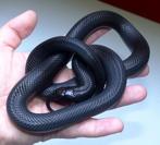 Lampropeltis nigritus, Dieren en Toebehoren, Slang, 3 tot 6 jaar