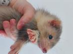 Silverfret half angora moertje, Dieren en Toebehoren, Konijnen, Vrouwelijk, Klein, 0 tot 2 jaar