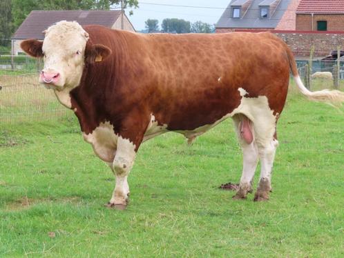 Fleckvieh dekstier met stamboom, Animaux & Accessoires, Bovins, Mâle, 3 à 6 ans