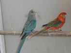 stanley rosella, Meerdere dieren, Parkiet, Geringd