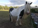 tinkermerrie, Dieren en Toebehoren, Merrie