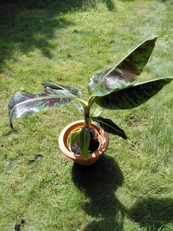 Bananeplant  bananeboom spotprijs dwarf cavendisch beschikbaar voor biedingen