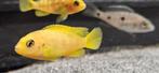 Chidonga saulosi malawi cichliden hobbykweek, Dieren en Toebehoren, Vissen | Aquariumvissen, Vis, Zoetwatervis