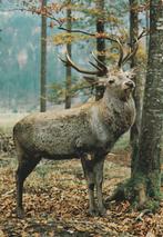 EDELHERT  ARDENNEN, Verzamelen, Postkaarten | Dieren, Verzenden, Gelopen, Wild dier