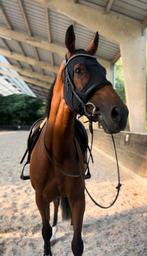 Cheval a vendre, Dieren en Toebehoren, Paarden