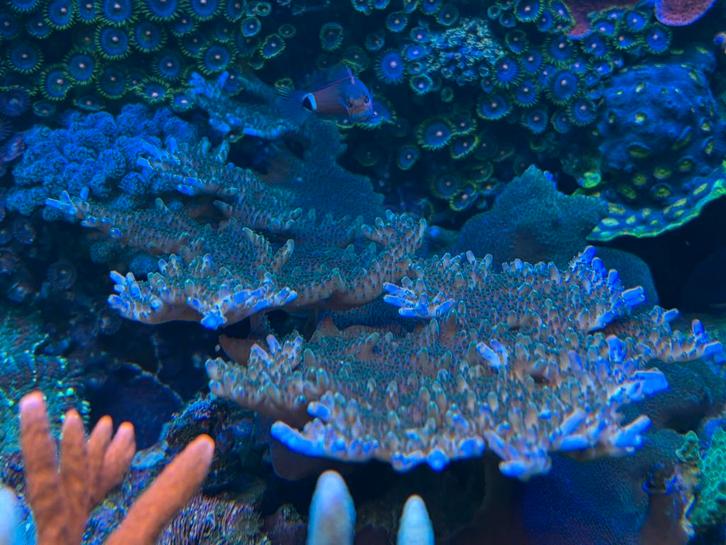 Tafel acropora, Dieren en Toebehoren, Vissen | Aquariumvissen, Zoutwatervis, Overige typen