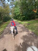 A pony, Dieren en Toebehoren, Stalling en Weidegang