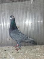 Pigeon Voyageur Andalou, Animaux & Accessoires, Pigeon voyageur