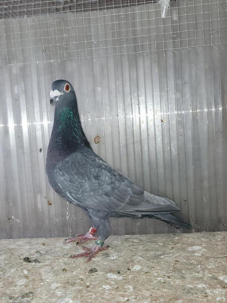 Pigeon Voyageur Andalou, Dieren en Toebehoren, Vogels | Duiven, Postduif