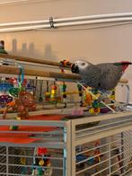 Grijze roodstaart (lees omschrijving voor u stuurt), Dieren en Toebehoren, Mannelijk, Papegaai, Pratend