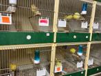Fife Fancy kanaries te koop, Dieren en Toebehoren, Meerdere dieren, Postuurkanarie