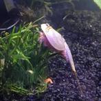 Triops longicaudatus - startpakket, Juni, Meerdere dieren