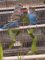 Grasparkieten, Dieren en Toebehoren, Vogels | Parkieten en Papegaaien, Geringd