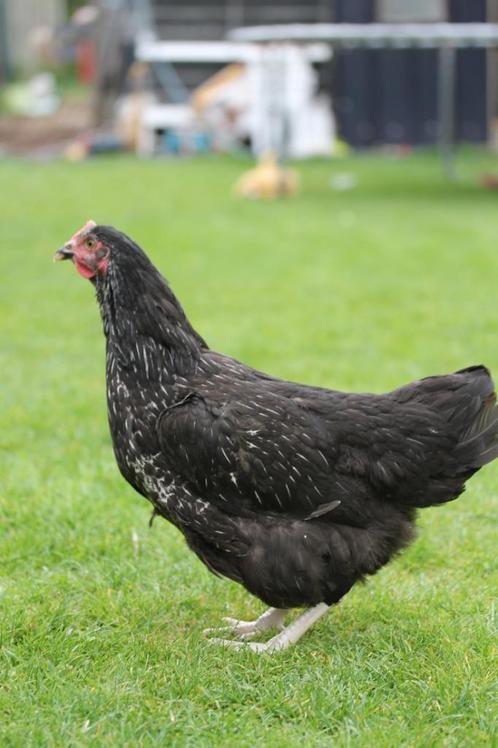 legkippen beschikbaar 01/03/2025, Dieren en Toebehoren, Pluimvee