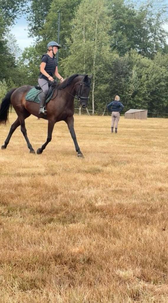 Paard te koop, Dieren en Toebehoren, Paarden en Pony's | Dekens en Dekjes, Ophalen of Verzenden