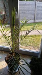 Canarische dadelpalm, Tuin en Terras, Ophalen of Verzenden