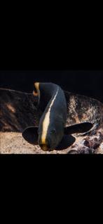 Black ghost nife fish, enkel voor grote aquariums, Dieren en Toebehoren, Vis, Zoetwatervis