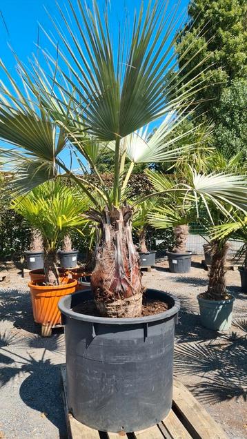 Palmboom Brahea Armata  beschikbaar voor biedingen