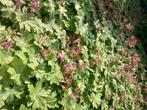 Geraniums macrorrhizum - Ooievaarsbek (paarse bloem), Ophalen, Bodembedekkers