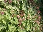 Geraniums macrorrhizum - Ooievaarsbek (paarse bloem), Bodembedekkers, Ophalen