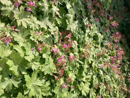 Geraniums macrorrhizum - Ooievaarsbek (paarse bloem), Tuin en Terras, Planten | Tuinplanten, Bodembedekkers, Ophalen