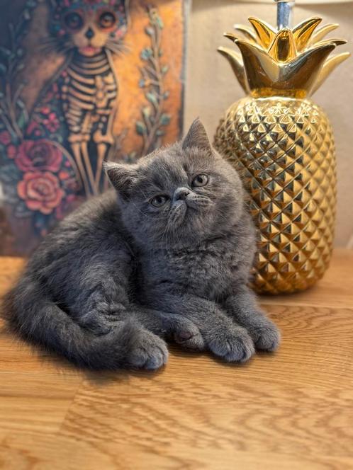 Exotic korthaar, Dieren en Toebehoren, Katten en Kittens | Raskatten | Korthaar, Meerdere dieren, 0 tot 2 jaar, Met stamboom, Gechipt