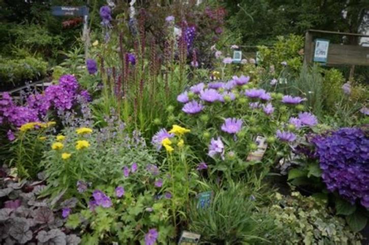 Diverse tuinplanten, Tuin en Terras, Planten | Tuinplanten, Herfst, Ophalen