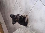 Black & tan langhaar chihuahua reutje, Dieren en Toebehoren, Honden | Chihuahua's en Gezelschapshonden, België, Reu, CDV (hondenziekte)