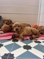 Redfox labrador, éénmalig nest- ouders St-Hubertus-stamboom, Dieren en Toebehoren, België, Particulier, 8 tot 15 weken, Labrador retriever