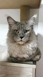 MAINE COON KATER 🌿 REHOMING, Dieren en Toebehoren, Katten en Kittens | Raskatten | Langhaar, Kater, Met stamboom, 3 tot 5 jaar