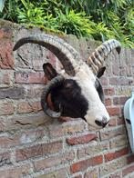 Opgezette antieke kop schaap 4 hoorns taxidermie schedel, Verzamelen, Ophalen, Wild dier, Gewei of Kop