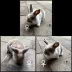 Dwergkonijntje hangoortjes, Dieren en Toebehoren, Konijnen