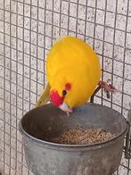 kakarikis, Parkiet, Pratend