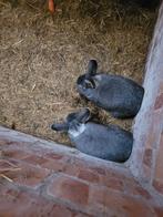 5 dwergkonijnen, Dieren en Toebehoren